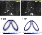 Experimental and theoretical evidence of universality in superfluid vortex reconnections